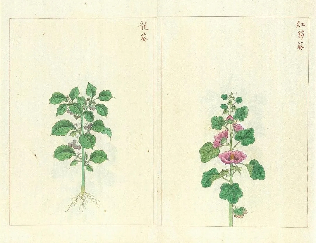 （明）文俶《金石昆虫草木状》插图及红笔标注