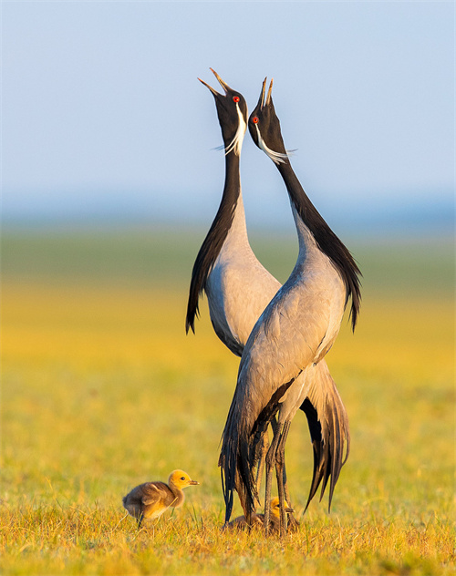 bpoty-bestportrait-silver-maofengshen