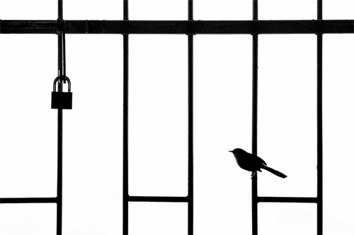 bpoty-urbanbirds-silver-williamsteel